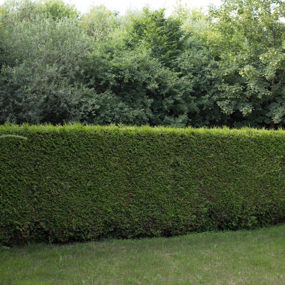 Heckenschnitt in Form für Thuja, Liguster, Buche und Kirschlorbeer
